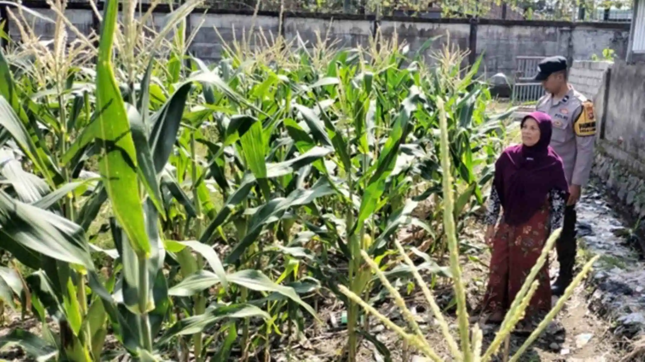 Bhabinkamtibmas Ubah Lahan Tidur Labuapi Jadi Kebun Produktif