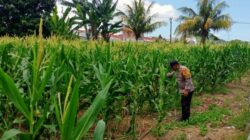 Polsek Labuapi Kawal Produktivitas Lahan Jagung di Lombok Barat